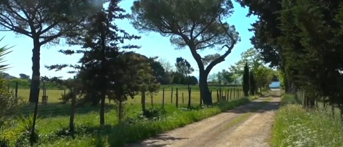 Maremma (G. Latini, 2024)